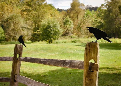 Raven Crow Metal Bird Yard Garden Art - Back View - free Shipping - Great Gift