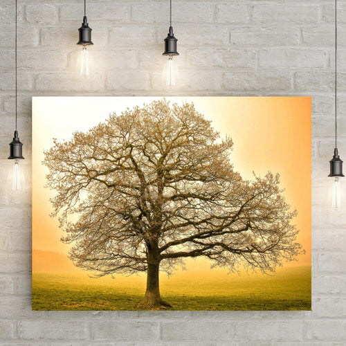 Golden Oak Tree Canvas Wall Art