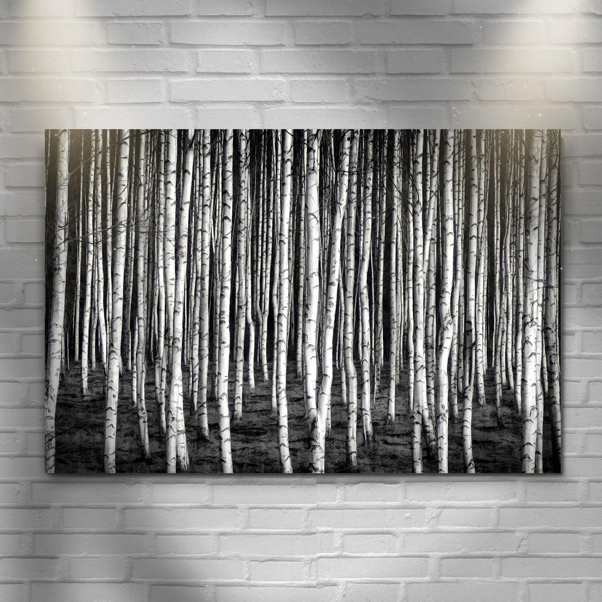 Monochrome Birch Trees Canvas Wall Art