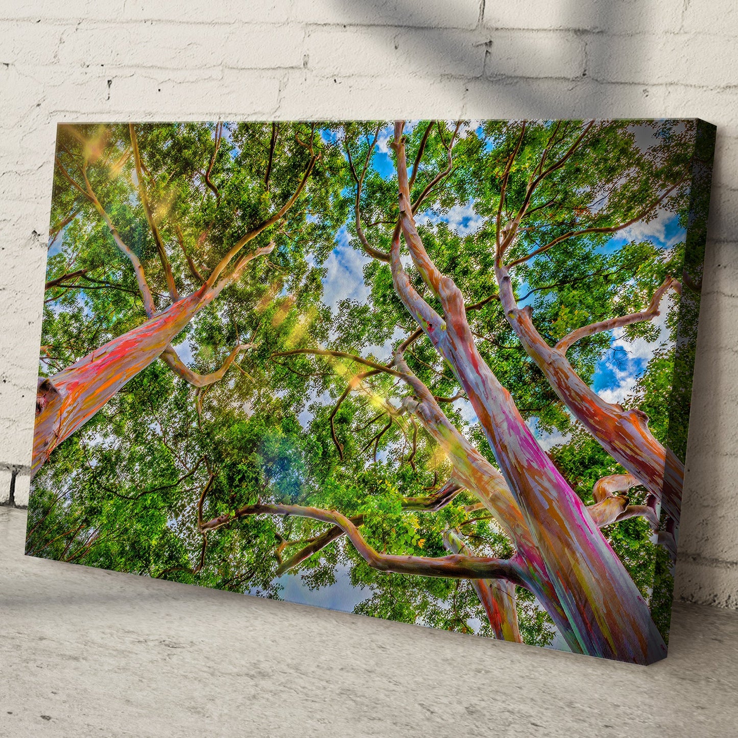 Rainbow Eucalyptus Tree Canvas Wall Art